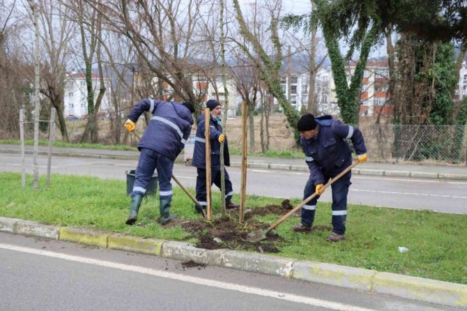 Gölcük’te 400 Çınar Ağacı Dikilecek