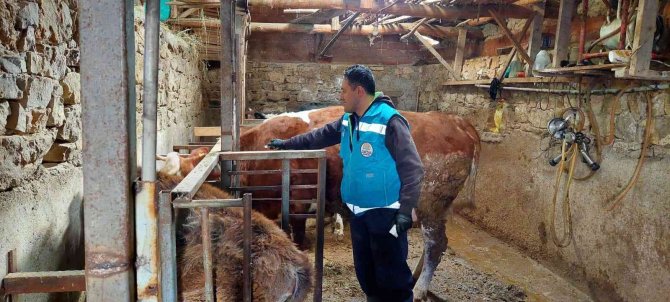 Hisarcık’ta Büyükbaş Hayvan Aşılama Çalışmaları