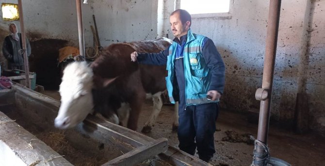 Hisarcık’ta Büyükbaş Hayvan Aşılama Çalışmaları