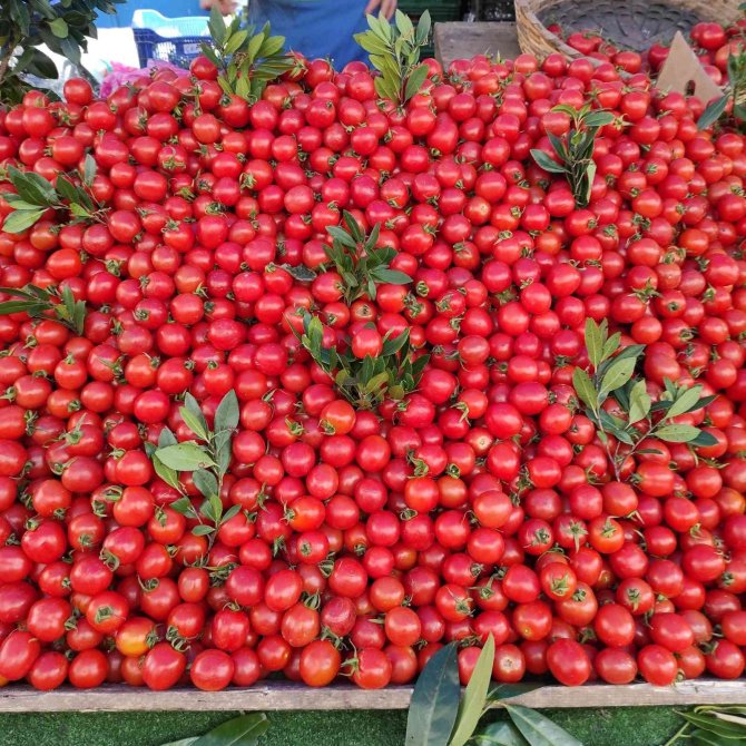 Geçen Hafta Cep Yakan Sebze Fiyatları Geriledi