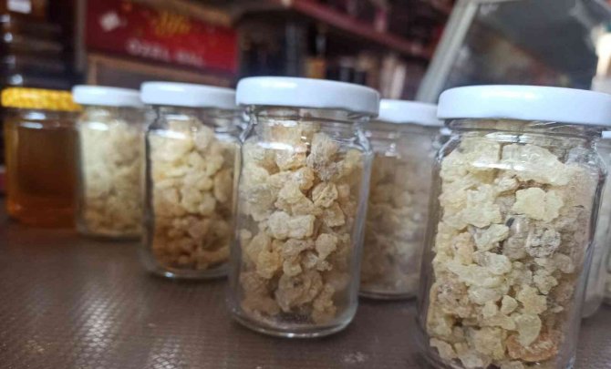 Mezda Sakızının Kilosu 750 Liradan Satılıyor