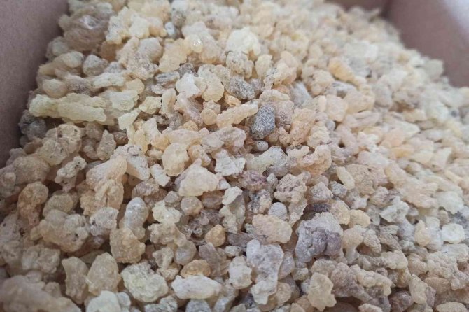 Mezda Sakızının Kilosu 750 Liradan Satılıyor