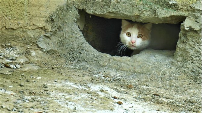 Duvarın Oyuğuna Saklanan Kedilerin Canlı Canlı Gömüldüğü İddiası Ortalık Karıştırdı