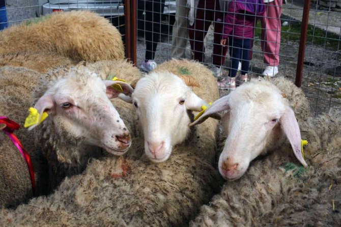 Bodrum Ve Milas’ta 70 Kadın Üreticiye 700 Koyun