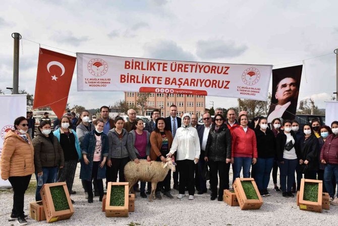 Bodrum Ve Milas’ta 70 Kadın Üreticiye 700 Koyun