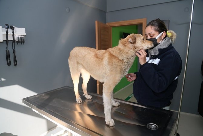 Hayvan Hastanesi’nin Umut’u Oldu