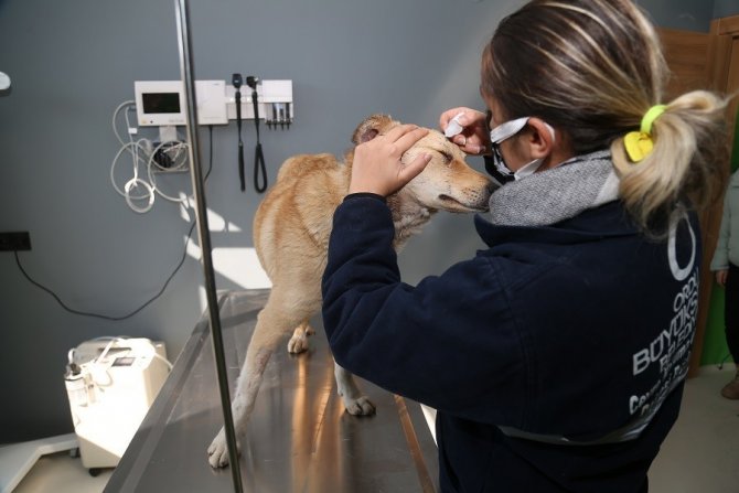 Hayvan Hastanesi’nin Umut’u Oldu
