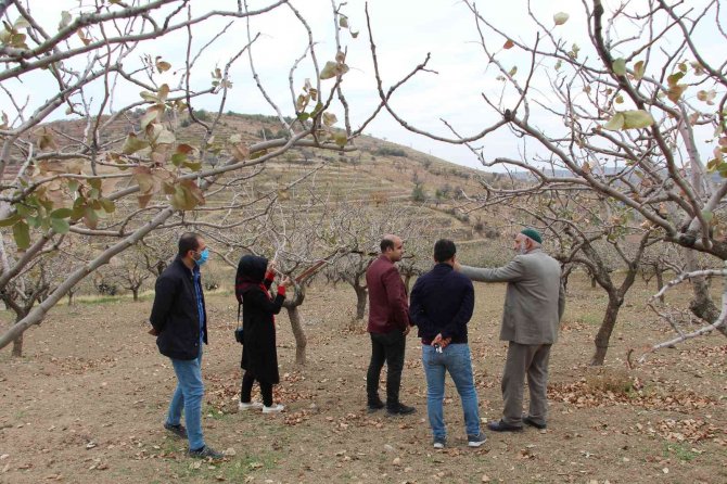 Siirtli Kadınlar Yılda 500 Ton Asma Yaprağı İle Ekonomiye Katkı Sağlayacak