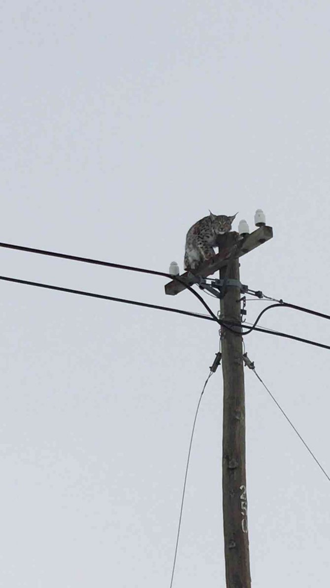 Telefon Direğine Tırmanan Vaşağı “Gel Pisi Pisi” Diye Çağırdı