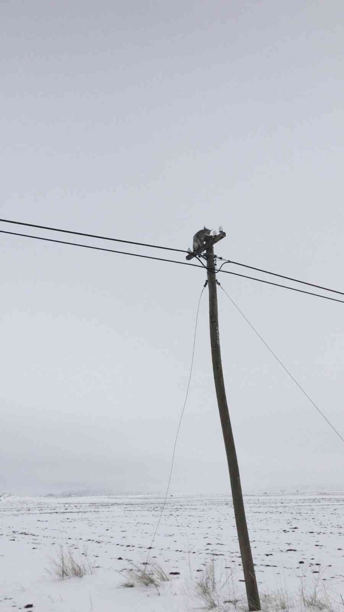 Telefon Direğine Tırmanan Vaşağı “Gel Pisi Pisi” Diye Çağırdı