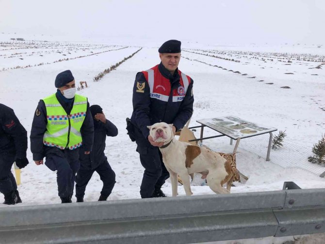 Terk Edilen Pitbull Irkı Köpeğe Jandarma Ekipleri Sahip Çıktı