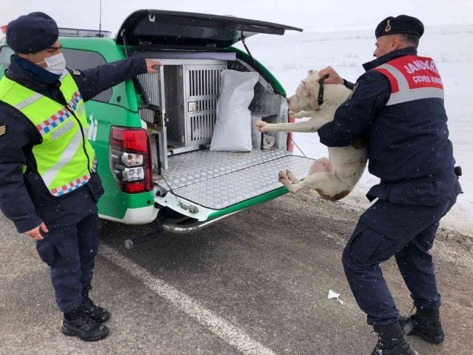 Terk Edilen Pitbull Irkı Köpeğe Jandarma Ekipleri Sahip Çıktı