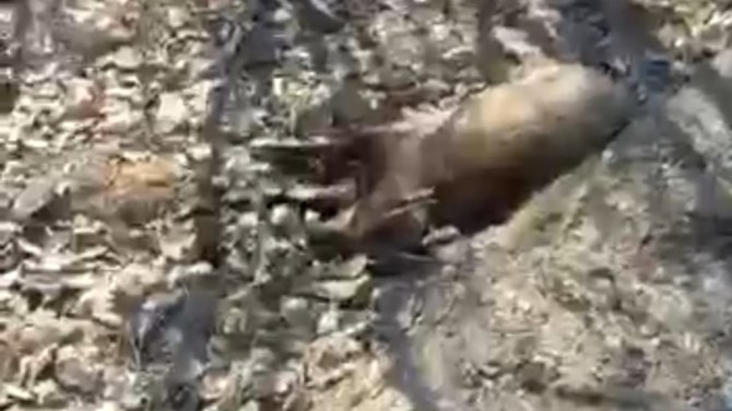Tunceli’de İki Yaban Keçisi Avlayan Şahıslara 125 Bin Lira Ceza Kesildi