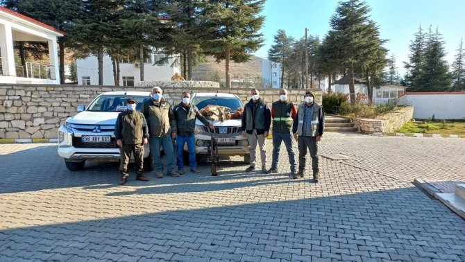 Tunceli’de İki Yaban Keçisi Avlayan Şahıslara 125 Bin Lira Ceza Kesildi
