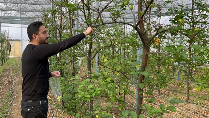 Kilosu 2 Bin Lira Olan Papaz Eriği Arap Şeyhlerinin Gözdesi