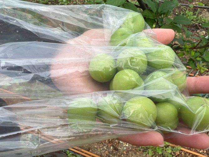 Kilosu 2 Bin Lira Olan Papaz Eriği Arap Şeyhlerinin Gözdesi