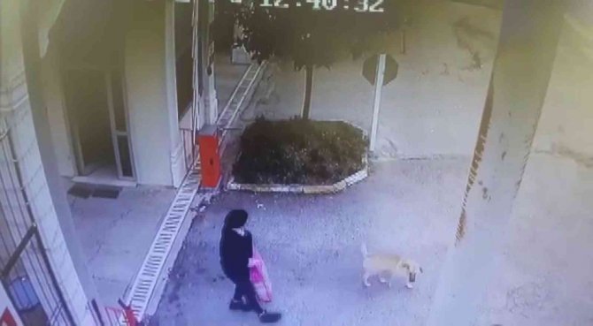Tuzla’da Beslediği Köpeklerin Saldırısına Uğradı, Yine De Köpekleri Beslemekten Vazgeçmedi
