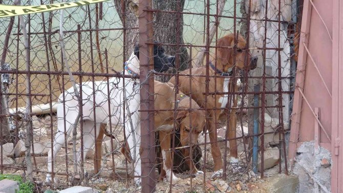Komşuların Köpek Kavgasında Kan Aktı; 1 Ağır Yaralı