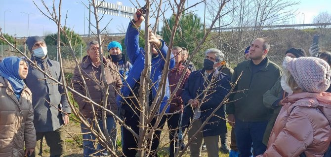 Altınova’da Çiftçilere Budama Eğitimi