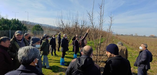 Altınova’da Çiftçilere Budama Eğitimi