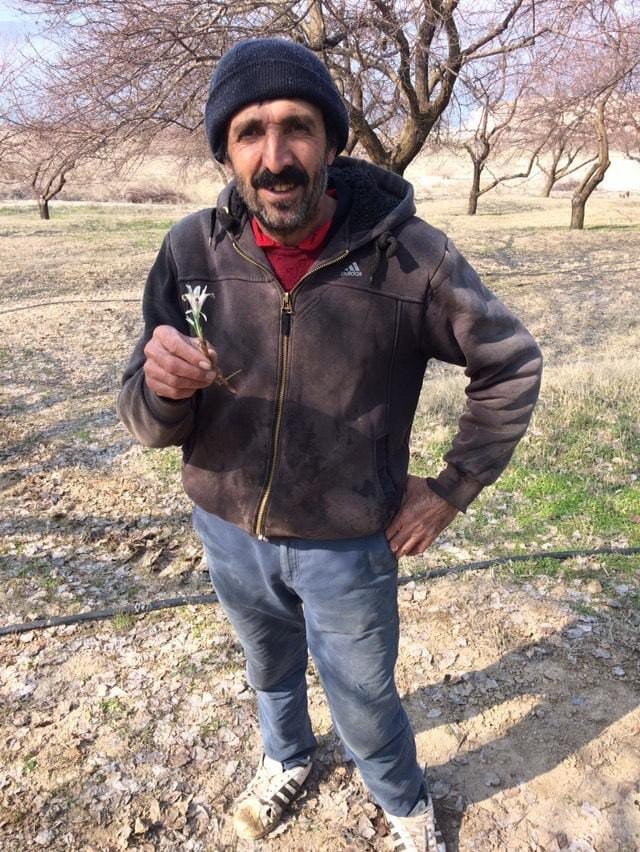 Baharın Müjdecisi Nevruz Çiçeği Şubat Ayında Açtı