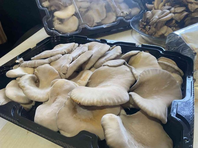 Aksu’da Mantar Yetiştiriciliği Kursu Başladı