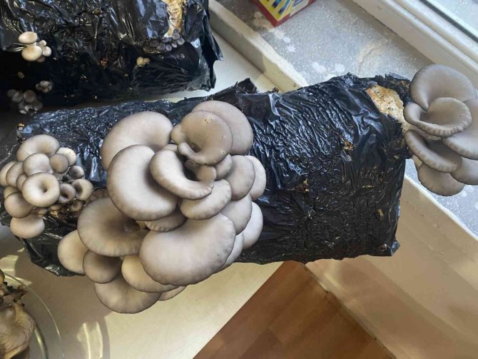 Aksu’da Mantar Yetiştiriciliği Kursu Başladı