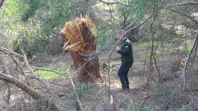 Sorgun Çamlığı’nda Ağaç Katliamı İddiası Jandarmayı Harekete Geçirdi