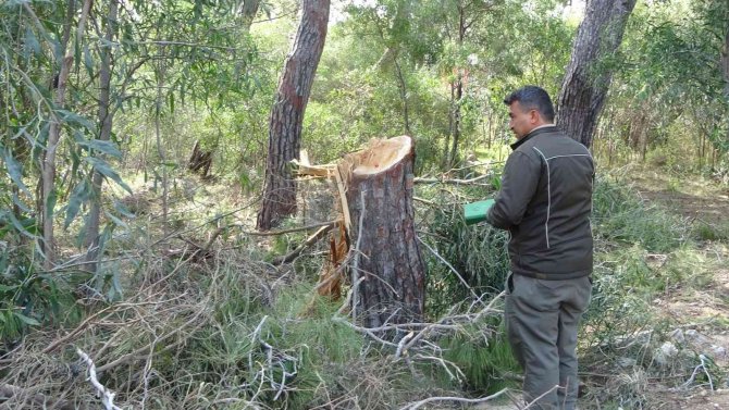 Sorgun Çamlığı’nda Ağaç Katliamı İddiası Jandarmayı Harekete Geçirdi