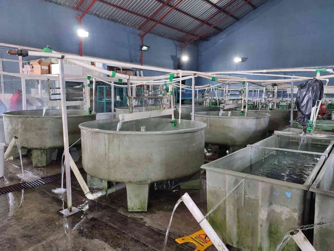 Atatürk Üniversitesi’nde Yavru Balık Üretimi