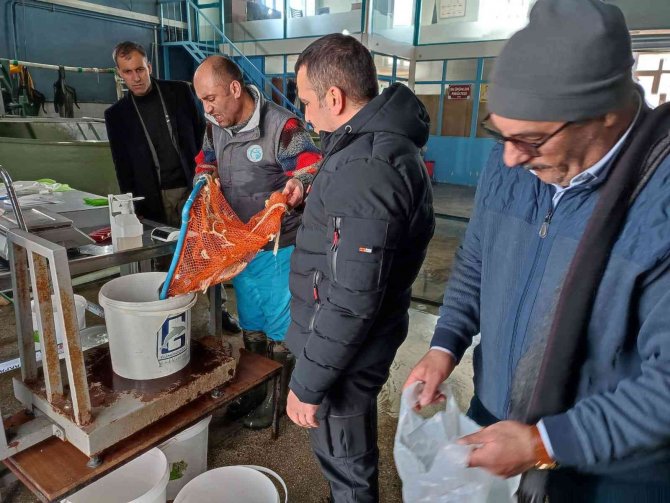 Atatürk Üniversitesi’nde Yavru Balık Üretimi