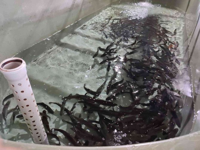 Atatürk Üniversitesi’nde Yavru Balık Üretimi