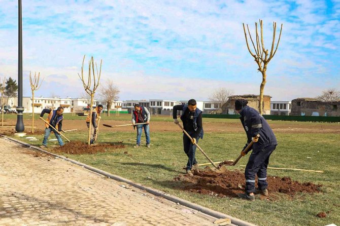 Diyarbakır’da Daha Yeşil Bir Alan İçin 60 Bin Ağaç Dikilecek