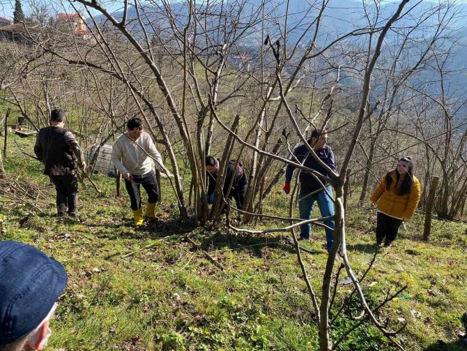 Fındık Üreticisine Budama Ve Gübrelere Eğitimi Veriliyor