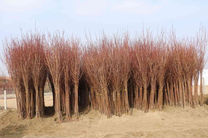 Üretici Kayısı Fidanına Büyük İlgi Gösteriyor