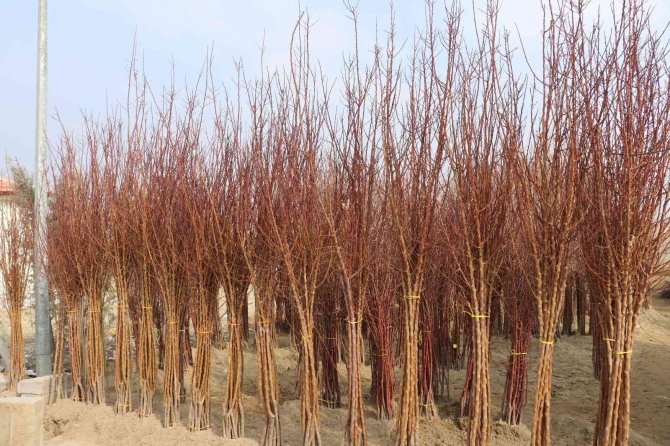 Üretici Kayısı Fidanına Büyük İlgi Gösteriyor