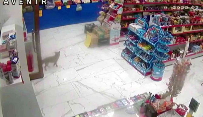 Aç Kalan Tilki Şehir Merkezinde Markete Girince Şaşkınlığa Neden Oldu