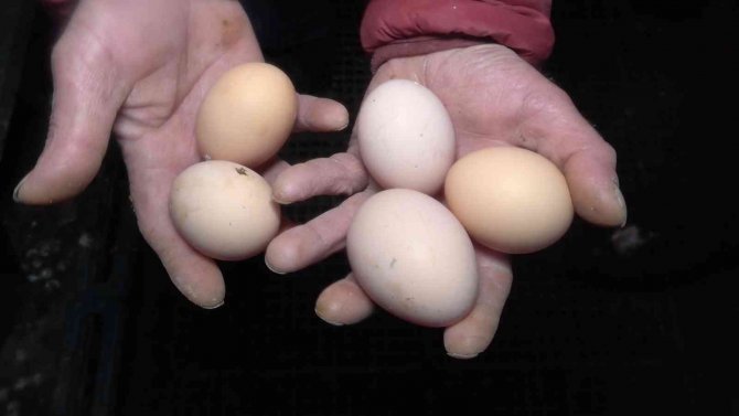 Yoğun Talep Üzerine Tavuk Çiftliği Kurdu, Şimdi Paraya Para Demiyor