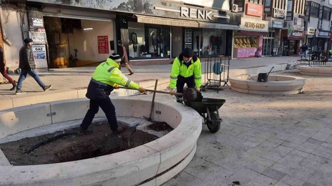 Asırlık Çınarların Yerine Yenileri Dikiliyor
