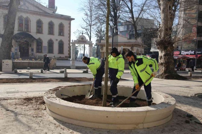 Asırlık Çınarların Yerine Yenileri Dikiliyor