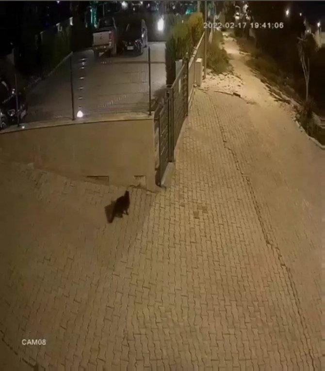 Ayakkabı Hırsızı Kedi Çıktı