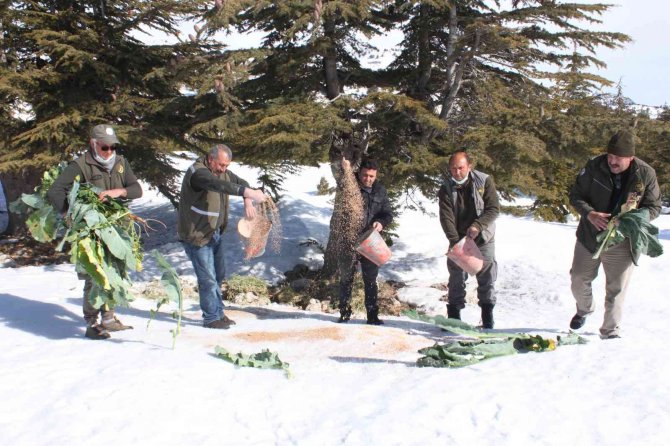 Mersin’de Yaban Hayvanları İçin Doğaya 84 Ton Yem Bırakıldı