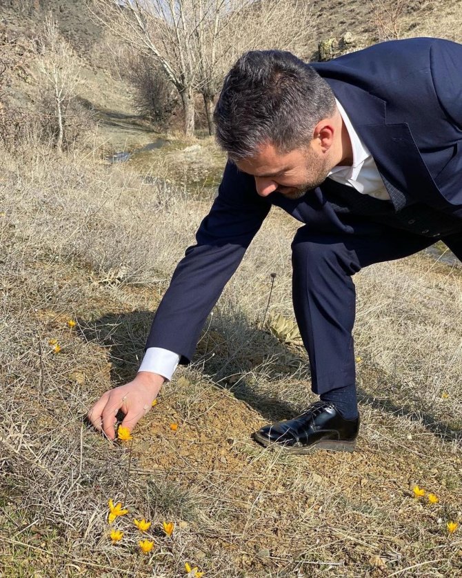 Pursaklar’da Baharın Müjdecisi Çiğdemler Çiçek Açtı
