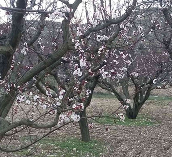Mersin’de Kayısı Ağaçları Çiçek Açtı