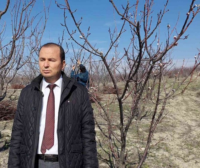 Mersin’de Kayısı Ağaçları Çiçek Açtı