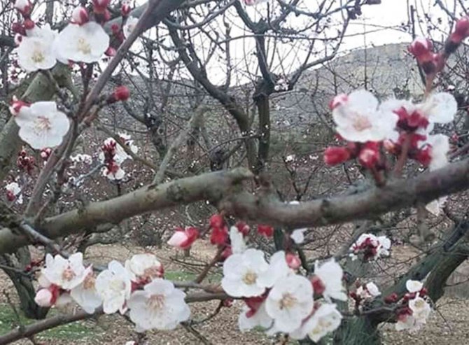 Mersin’de Kayısı Ağaçları Çiçek Açtı