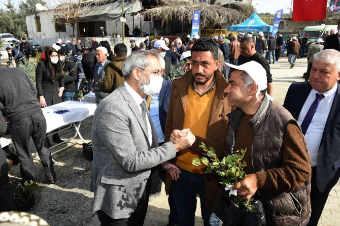 Tarsus Belediyesi, Üreticilere 40 Bin Adet Yerli Fide Dağıttı