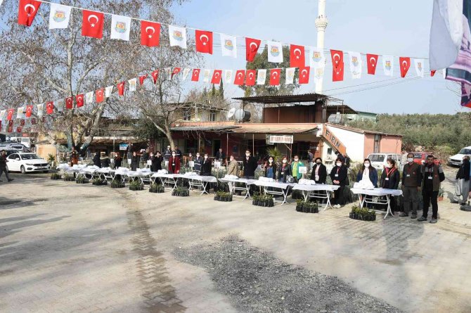 Tarsus Belediyesi, Üreticilere 40 Bin Adet Yerli Fide Dağıttı