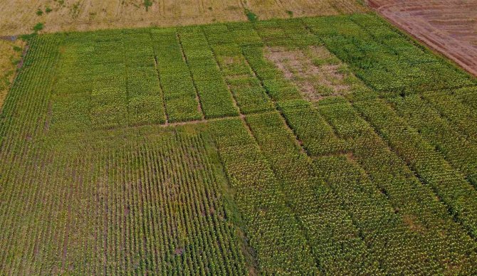Trakya’dan Afrika’ya Tarım Aleti Ve Tohum İhracatı Yapılacak
