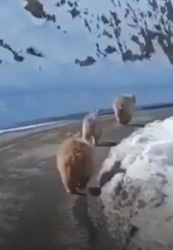 Tunceli’de Kış Uykusundan Erken Uyanmış Boz Ayılar Görüntülendi